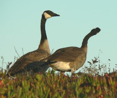 Geese1.jpg, 18 kB