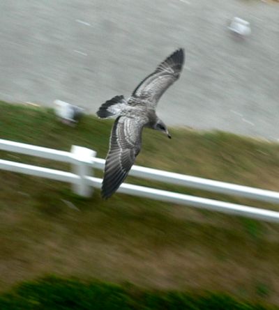 OREGONSEAGUL.JPG, 22 kB