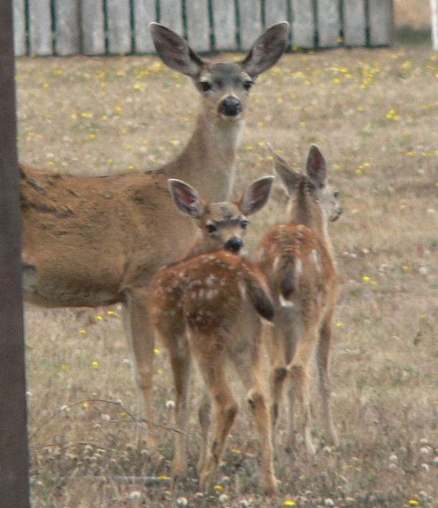 Harbor-Deer.jpg, 98kB