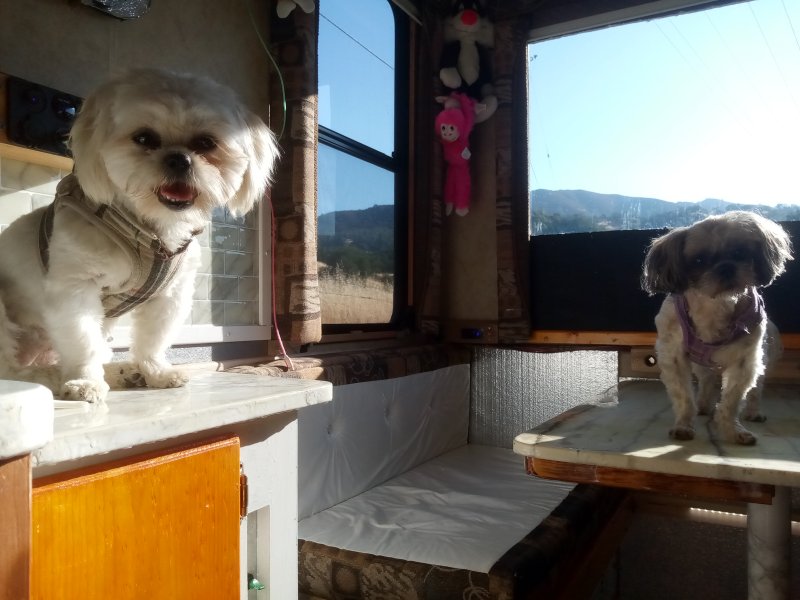 IMG_20230917_085750DogsUp.jpg, 74kB