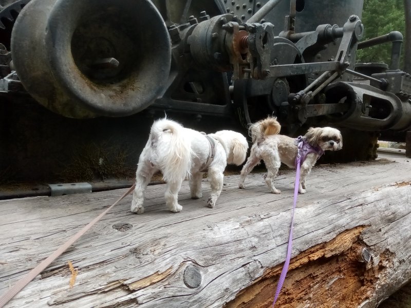 IMG_20230917_115109DonkeyDogs.jpg, 120kB