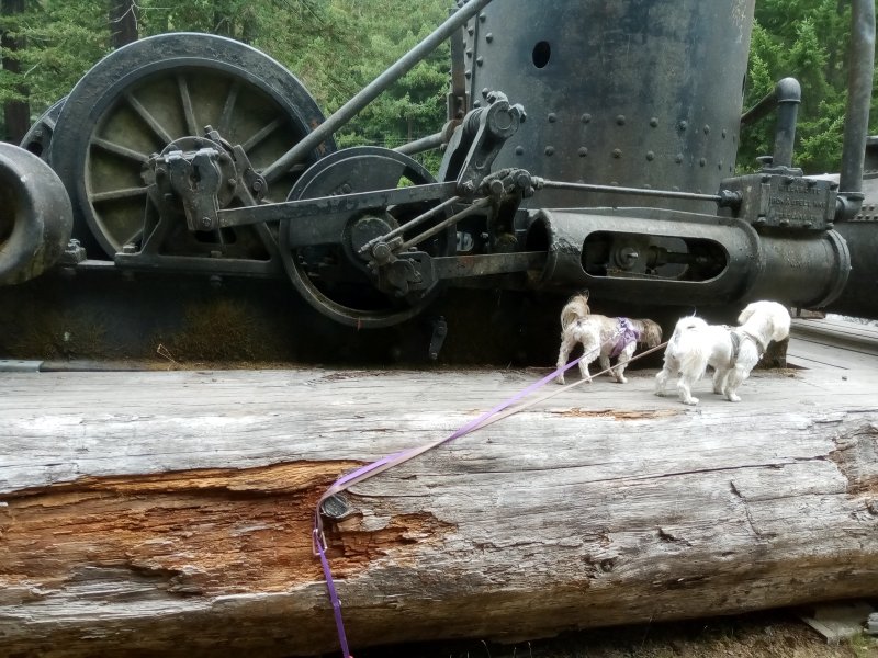 IMG_20230917_115114DonkeyDogs.jpg, 126kB