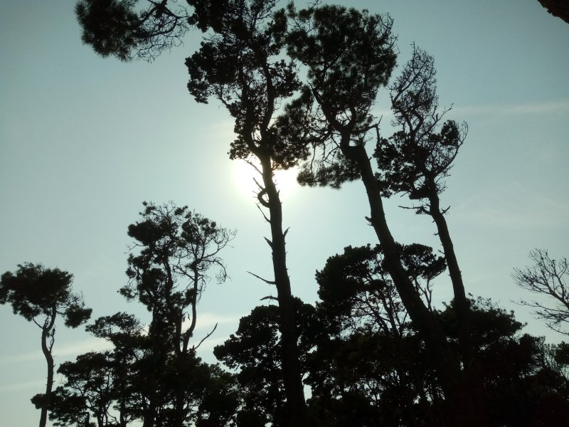 IMG_20230918_152842Trees.jpg, 108kB