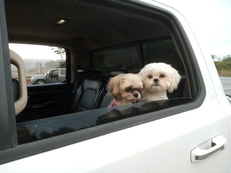 IMG_20230918_185551Doggies.jpg, 50kB