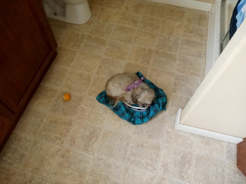 IMG_20240315_124820Shorts.jpg, 66kB