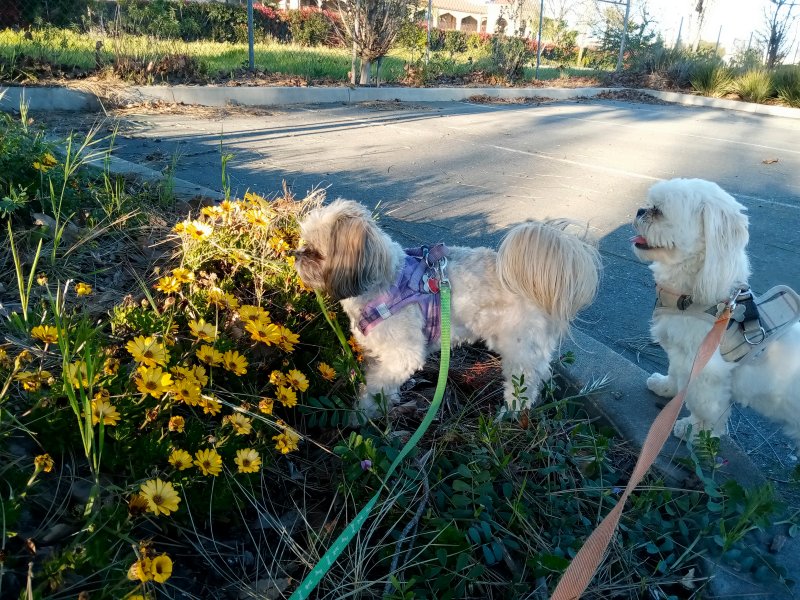 IMG_20240315_181039Sizzler.jpg, 172kB