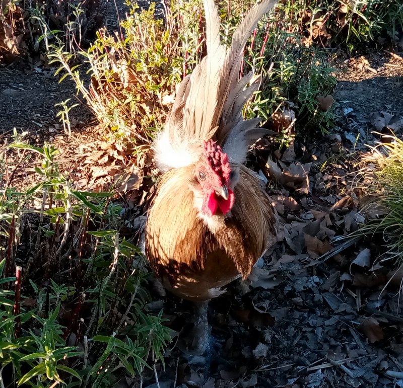 IMG_20240315_181717SizzlerChicken.jpg, 240kB