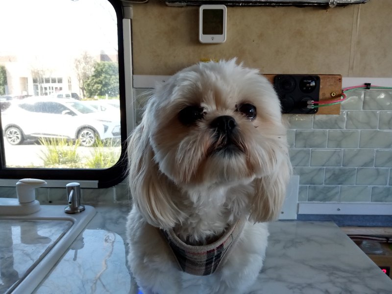 IMG_20240316_121911Taffie.jpg, 76kB