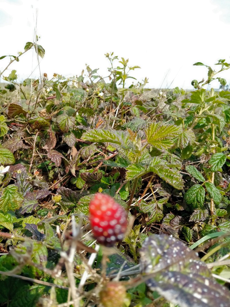 IMG_20240320_111923BlackB.jpg, 228kB