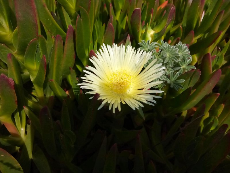IMG_20240320_121117IcePlant.jpg, 79kB
