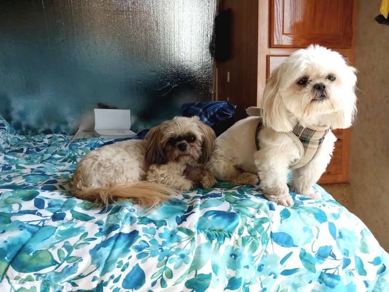 IMG_20240320_132347Poochoos.jpg, 121kB