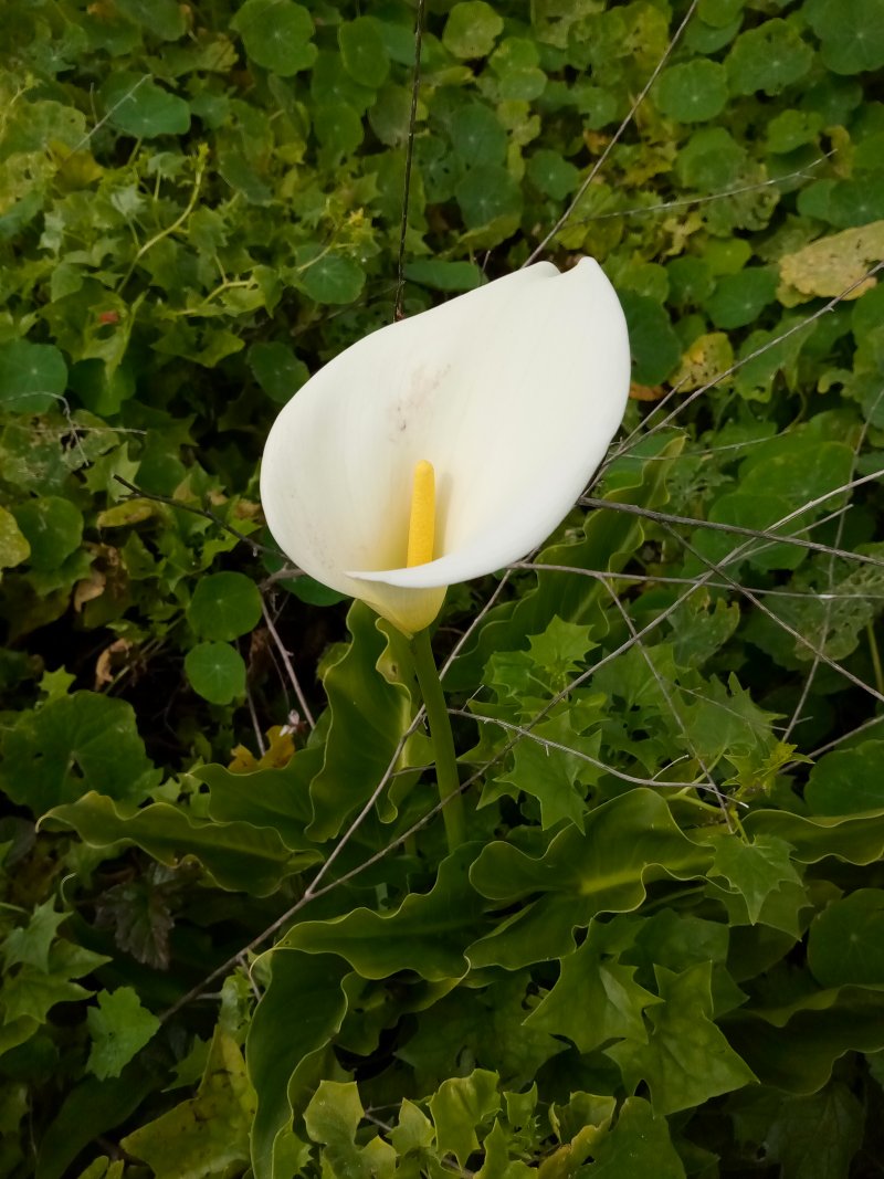 IMG_20240320_150041Last.jpg, 141kB