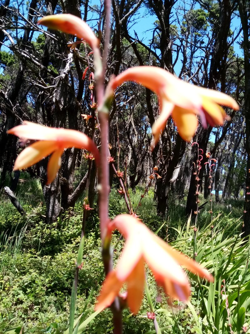 IMG_20240628_13-TallFlower.jpg, 351kB