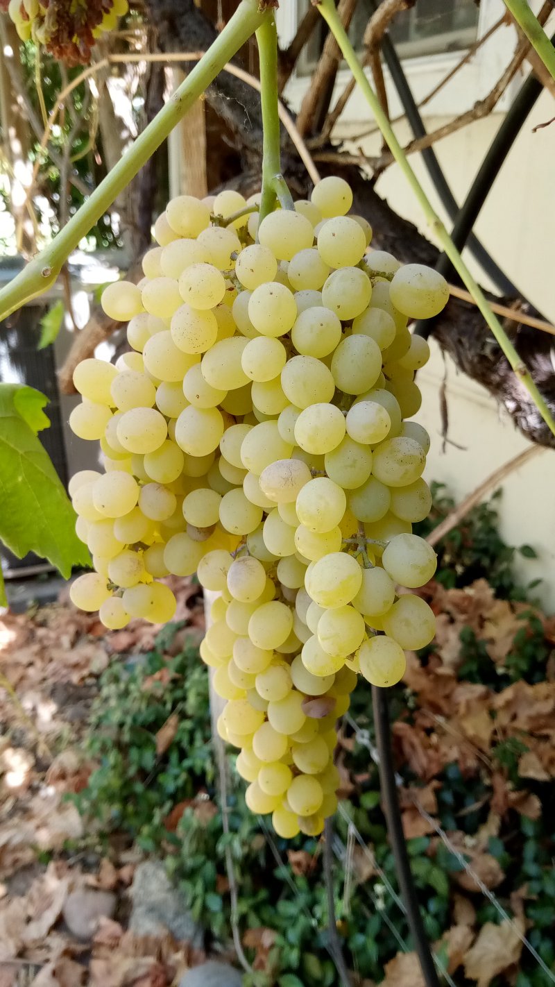 IMG_20250819_Grapes.jpg, 207kB