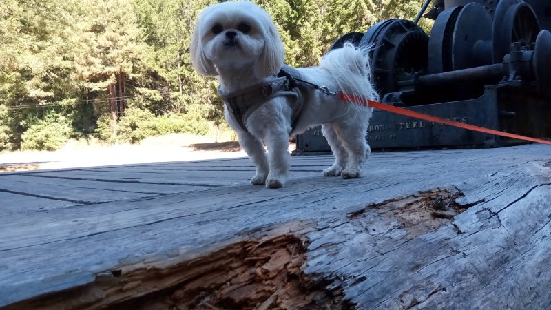 IMG_20250820_Callie.jpg, 102kB