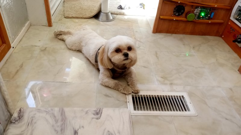 IMG_20250821_TaffieFloor.jpg, 53kB