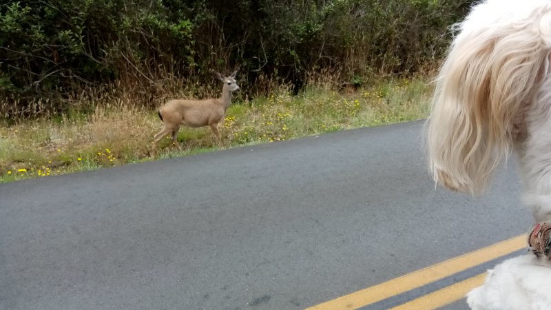 IMG_20250822_Deer.jpg, 72kB