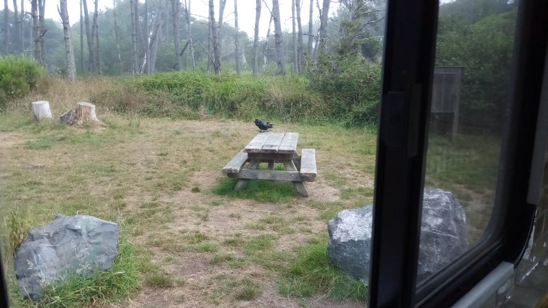 IMG_20250823_Crow.jpg, 90kB