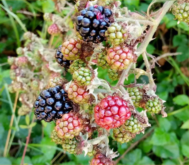 IMG_20250824_BlackBerries.jpg, 156kB