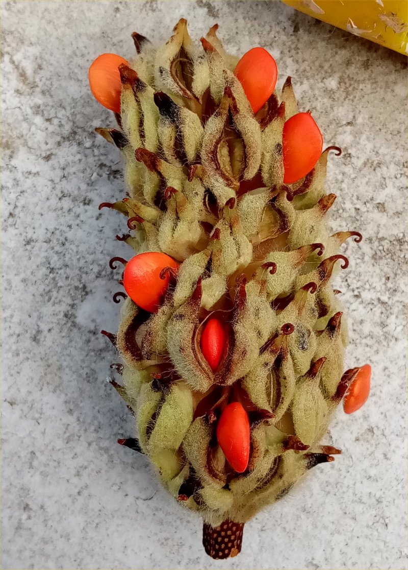 IMG_20250825_Cone.jpg, 231kB