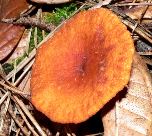 MacKer-Mushroom-2013-03-20.jpg, 84kB