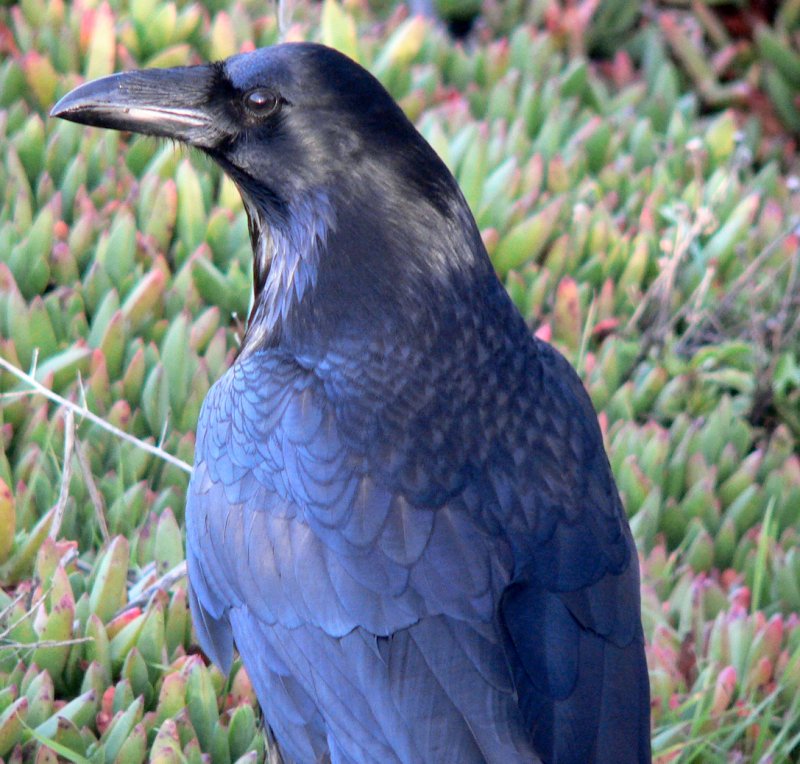 P1230042Crow.jpg, 124kB