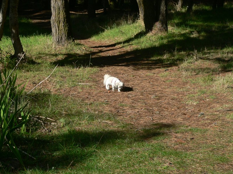 P1230062LexOnTrail.jpg, 166kB