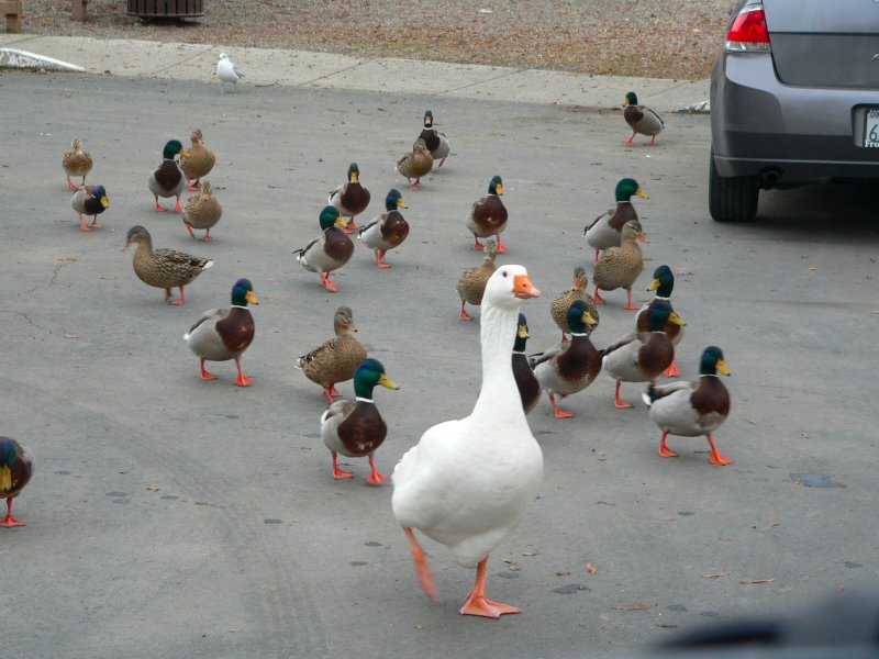 P1230097Ducks.jpg, 85kB