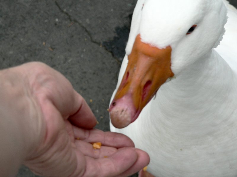 P1230101Goose.jpg, 49kB