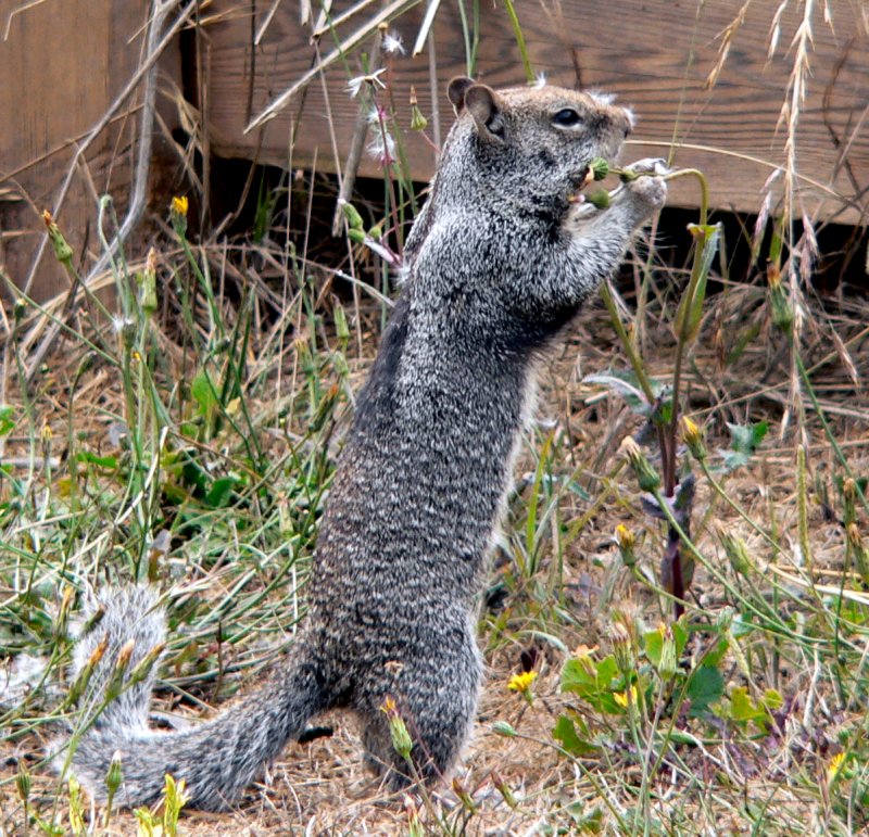 P1360131Squirl.jpg, 205kB