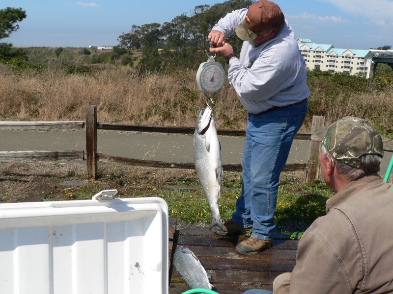 P1360147Fish.jpg, 123kB