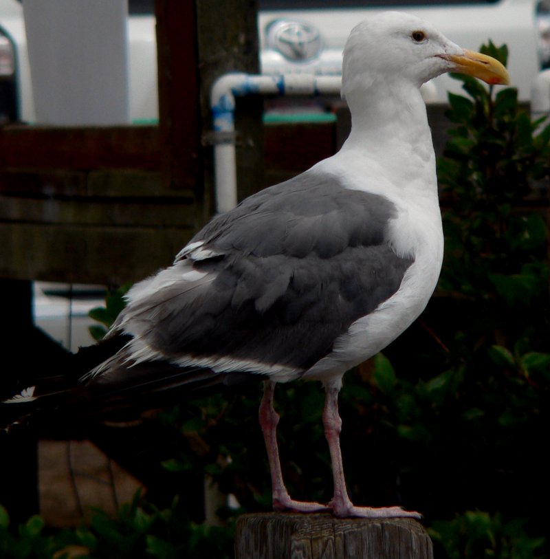 P1360183Gull.jpg, 70kB