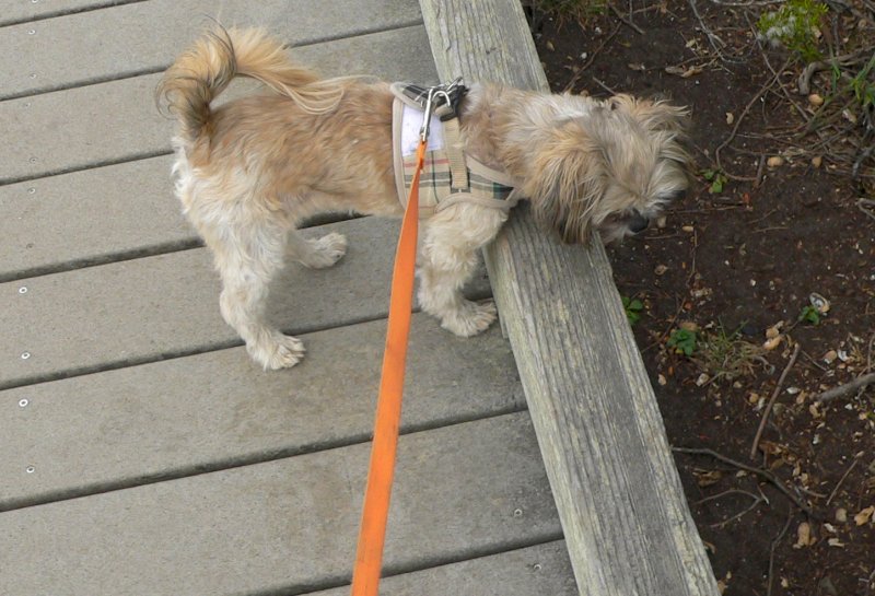 P1360216Callie.jpg, 97kB