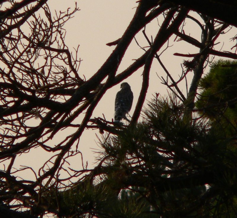 P1360379Hawk.jpg, 132kB