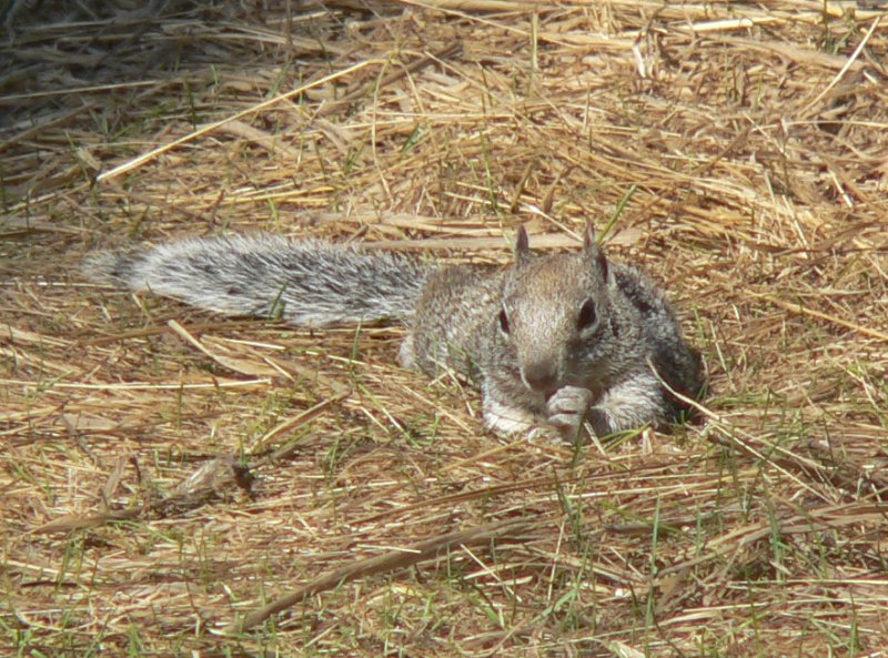 P1360390Squirl.jpg, 152kB