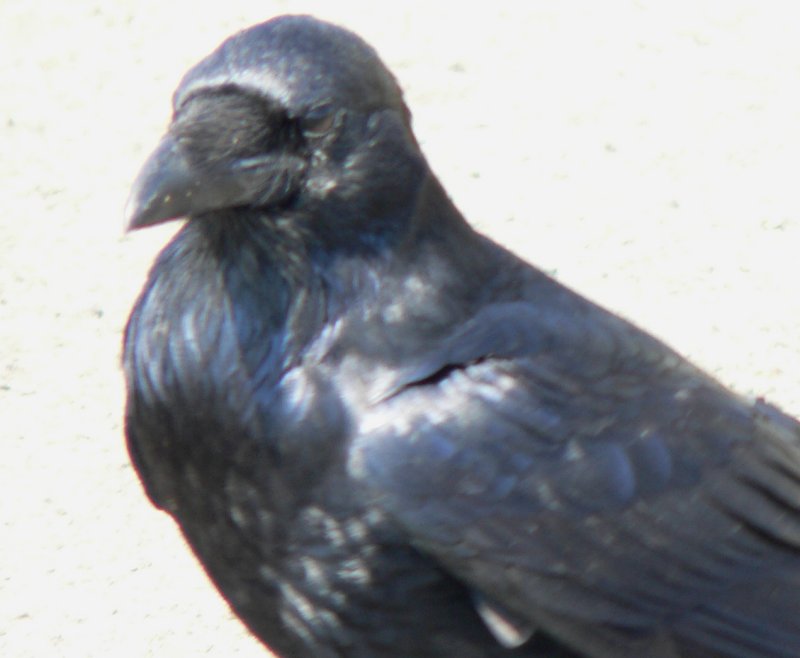 P1360403Crow.jpg, 48kB