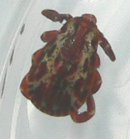 TickMaleP1230805.jpg, 4.5kB