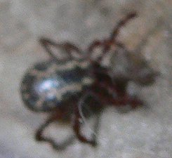 VanDamm-Tick.jpg, 11kB