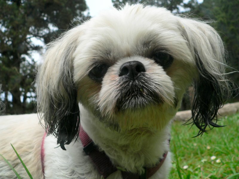 VanDamm-Woofie.jpg, 85kB