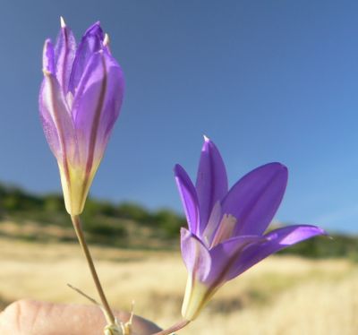 2009MAY07F.JPG, 15 kB