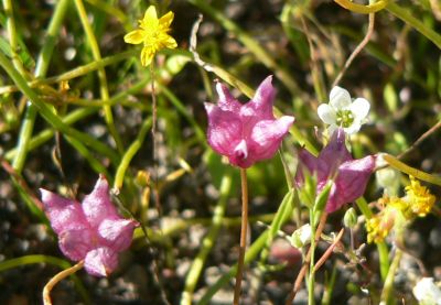 2011Apr02Red.jpg, 29 kB