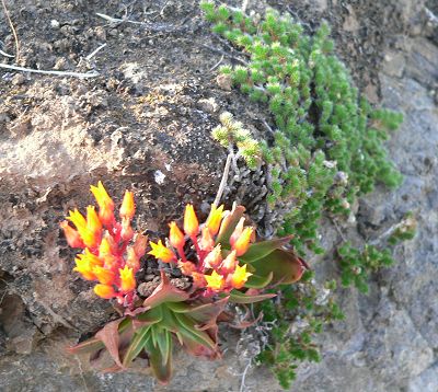 ALLROCK2009MAY07.JPG, 50 kB