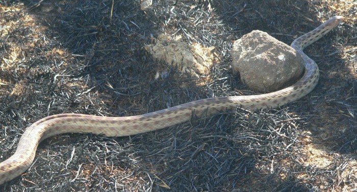 GoferSnake20120609.jpg, 125kB