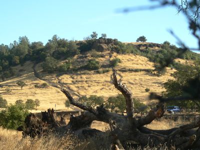 MonkeyFaceP1190165.jpg, 30 kB