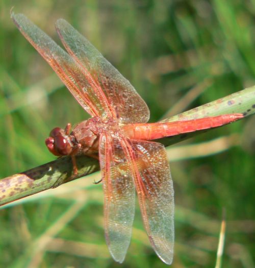 RedFlyer2010Sep07HorseShoe.jpg, 37 kB