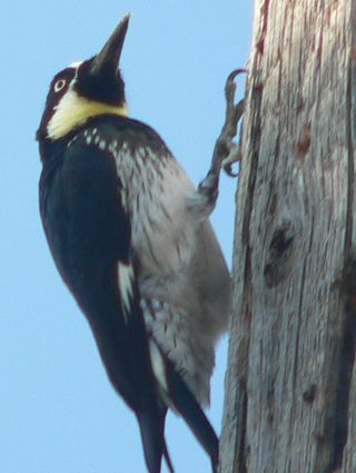 WoodPecker2010-10-14.jpg, 20 kB