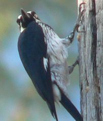 WoodPeckerP1190179.jpg, 9 kB