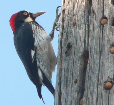 WoodPeckerP1190185.jpg, 25 kB