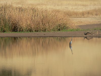 LakeCrane2010-10-14.jpg, 19 kB