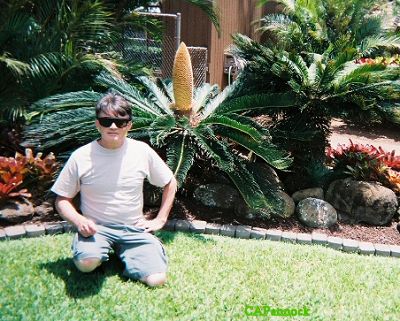 PLANTATION.JPG, 47 kB